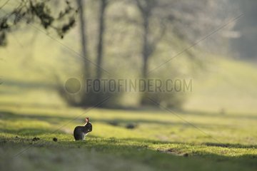 European rabbit next to its burrow in clearing France