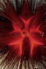 Sea urchin Manado Sulawesi Indonesia