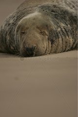 Gray Seal resting on the sand Iceland