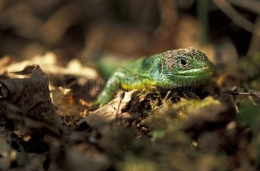 Sunbathing European Green Lizard Switzerland