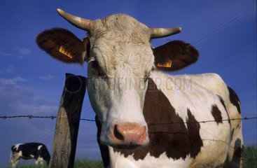 Cow Montbéliard zobt Frankreich [at]