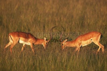 Combat entre deux Impalas Kenya