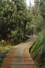 Way through the virgin forest in Tasmanie Australia
