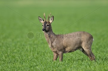 Roe buck in a grain field in spring Hesse Germany