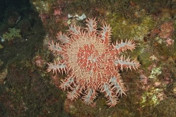 Dornenkrone Sea Star Eating Coral Socorro ist Mexiko