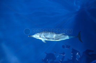 Dauphin bleu et blanc Golfe du Lion Méditerranée