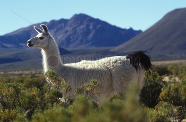 Lama Altiplano Bolivien