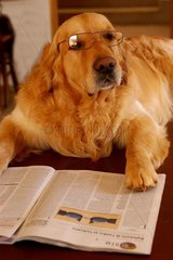 Golden Retriever lisant journal avec lunette de vision