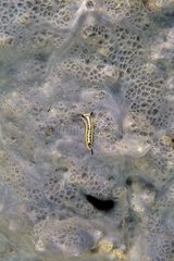 Mediterraner Nudibranch am Boden der Bucht der Antibes
