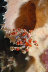 Spidder -Krabbe in der Karibikmeer