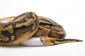 Royal Python variety piebald from Africa in studio