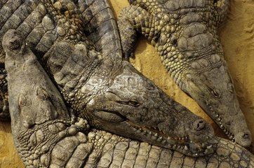 Crocodiles du nil dormant Ferme aux crocodiles France
