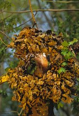 Eurasian Red squirrel falling within its nest of dead leaves