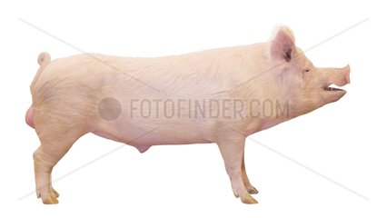 Large White boar on white background