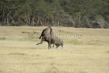 Cape Buffaloes fighting National park of Nakuru Kenya