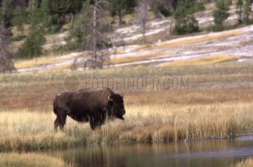 Bison d'Amérique dans le Wyoming aux USA