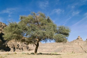 Tree in the desert Tassili N'ajjer Algeri