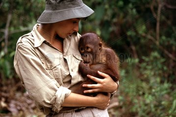 Bébé orang-outan orphelin et une touriste à Bornéo Indonésie