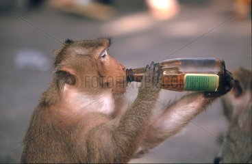 Macaque crabier buvant à la bouteille à Lopburi en Thaïlande
