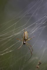Femelle d'araignée orbitèle Guyane française