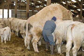 Sperm sampling on a bull for quality analysis France