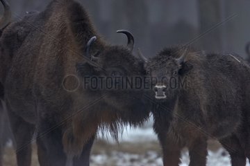 Calf Bison of Europe licked by his/her mother Poland
