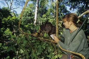 Primatologist evaluating Orang-utans' rehabilitation