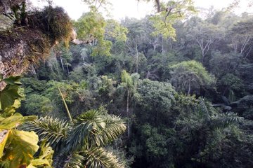 Amazonian forest green and lush Peru