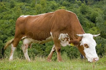 Cow grazing Mountains of Carpates Romania