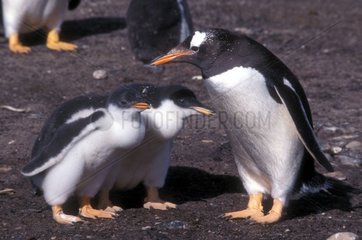 Adult Gentoo penguin with its small in January Falkland