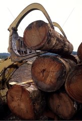 Loading of a logging truck on a forest site in virgin forest