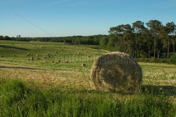 Haystacks in a meadow