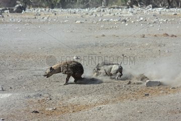 Warthog charging a Spotted Hyaena near a waterering place