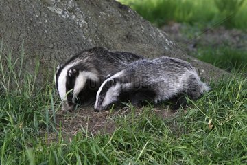 Adult & young European Badgers looking for food GB