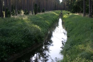 Bewässerungskanäle in einem Wald Bory Tucholskie Polen