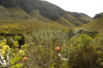 Proteaceae in fynbos Fernkloof Nature reserve South Africa