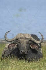 Cape buffalo sleeping Nakuru Kenya