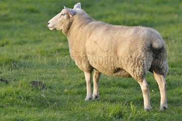 Schafe in der Wiese Seine-maritime Frankreich
