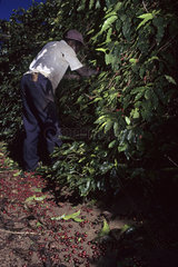 Brazil. Coffee harvesting. Black worker.