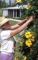Retired elderly woman enjoying working in a retired community in garden for relaxation