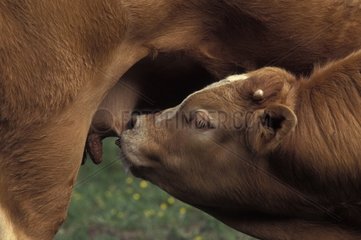 Young Cow Limousine sucking France