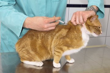 Veterinary making injection to a cat