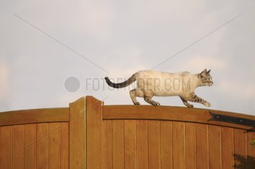 Female blue tabby point Siamese cat on a garden gate