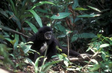 Gibbon de Lar assis Thaïlande