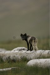 Arctic fox standing up on a rock in meadow during springtime