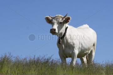 Cow in a meadow Rhone-Alpes France