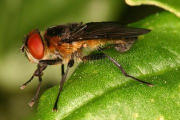 Tachinid fly on a leaf Annevoie Belgium