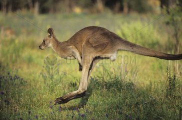 Course de Kangourou géant mâle Warrumbungle Australie