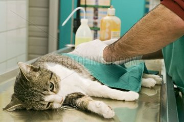 Kastration einer europäischen Katze in einem Veterinär der Privatklinik