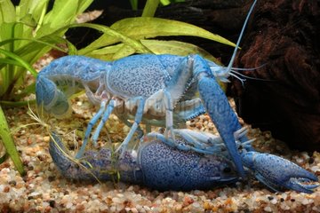 Blue Crayfish mating Fresh Water Aquarium France